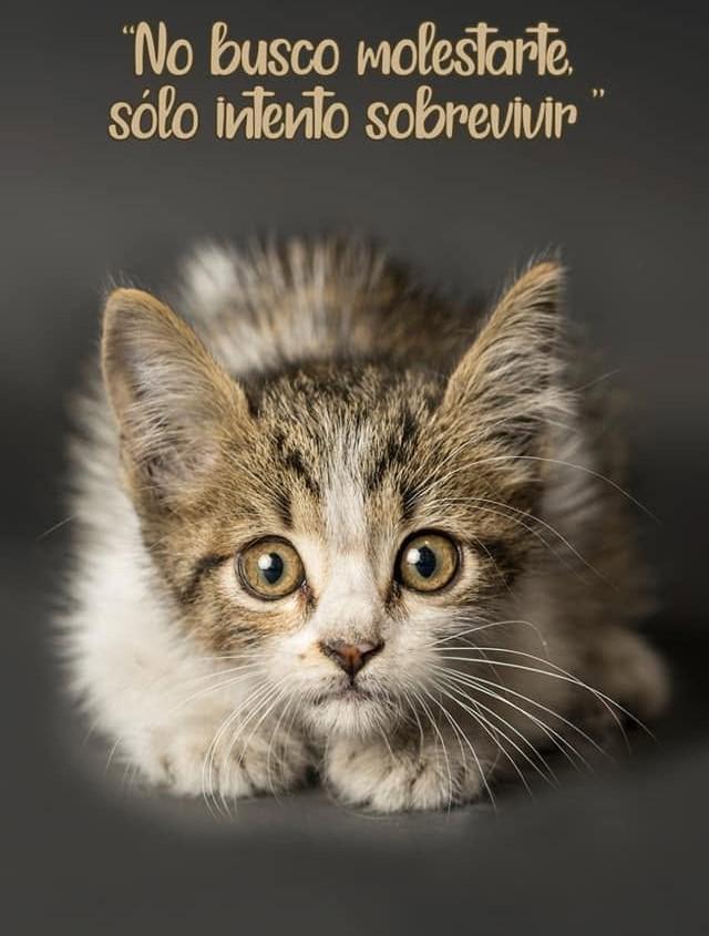 Gatito