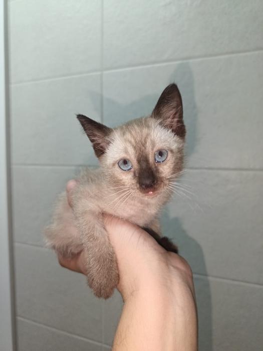 Blanca