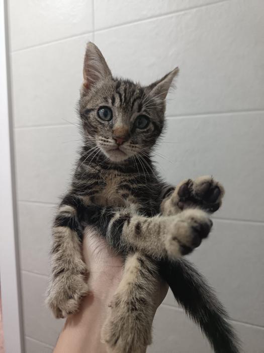Oreo