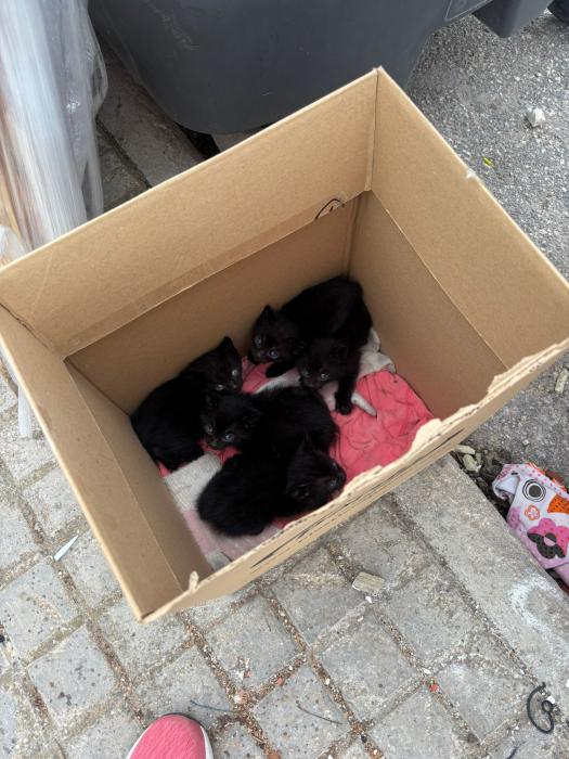 URGENTE ACOGIDA/ NODRIZA