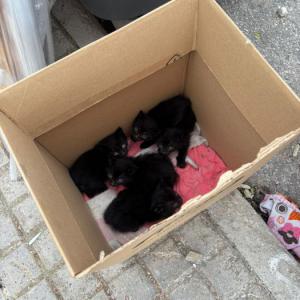 URGENTE ACOGIDA/ NODRIZA