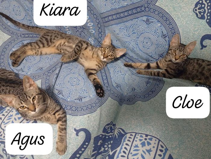 Kiara