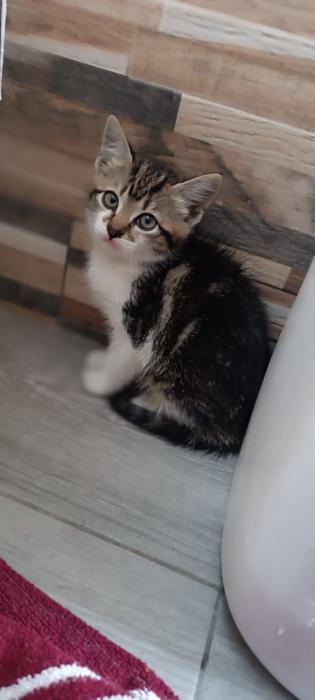 Freya 