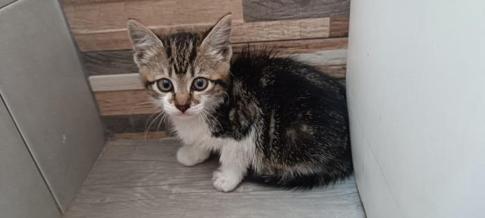 Freya 