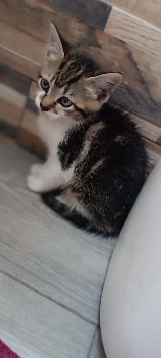 Freya 