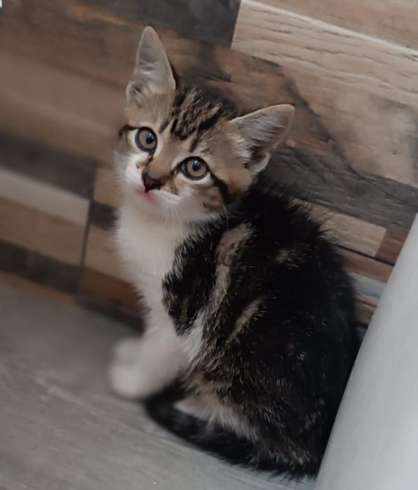 Freya 