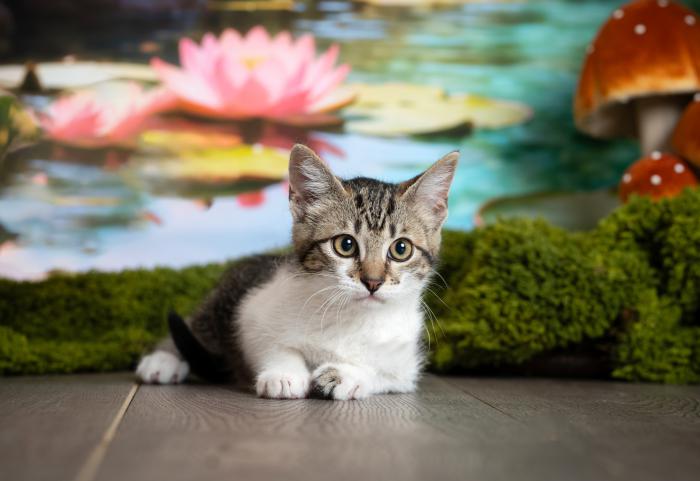 Freya 