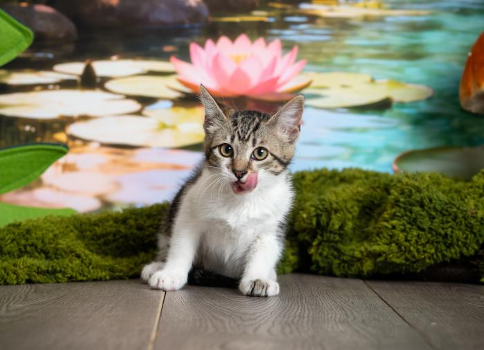 Freya 