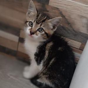 Freya 