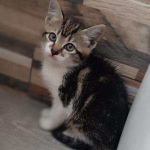 Freya 