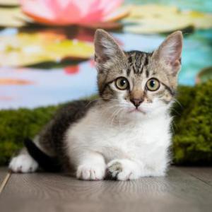 Freya 