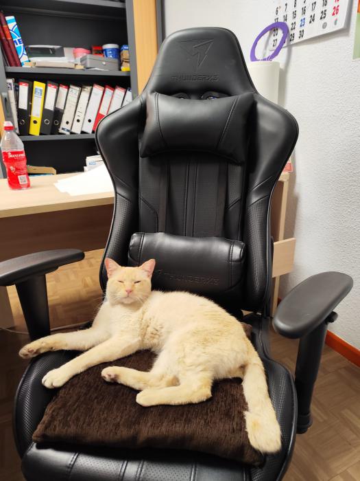 Copito