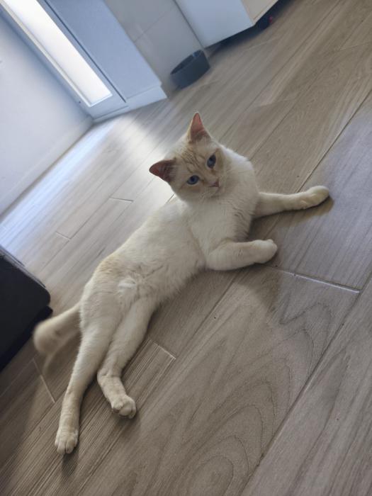 Copito