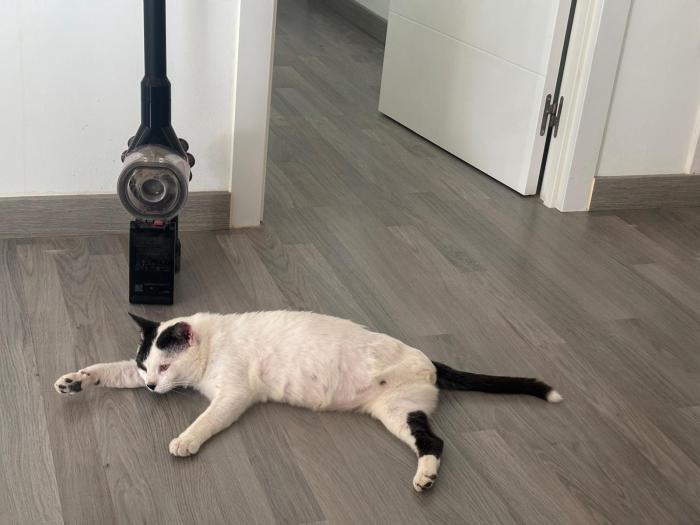 Rufus