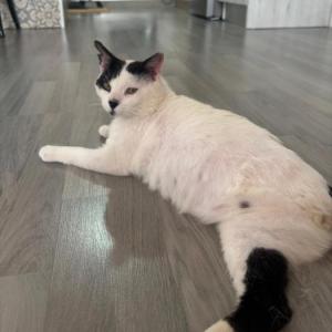 Rufus