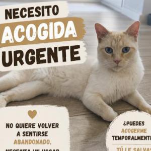 ACOGIDA URGENTE - NOVELDA