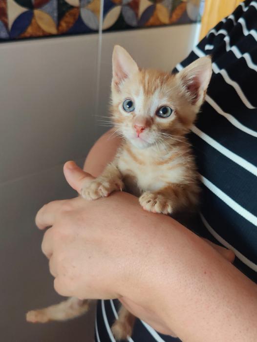 Simba