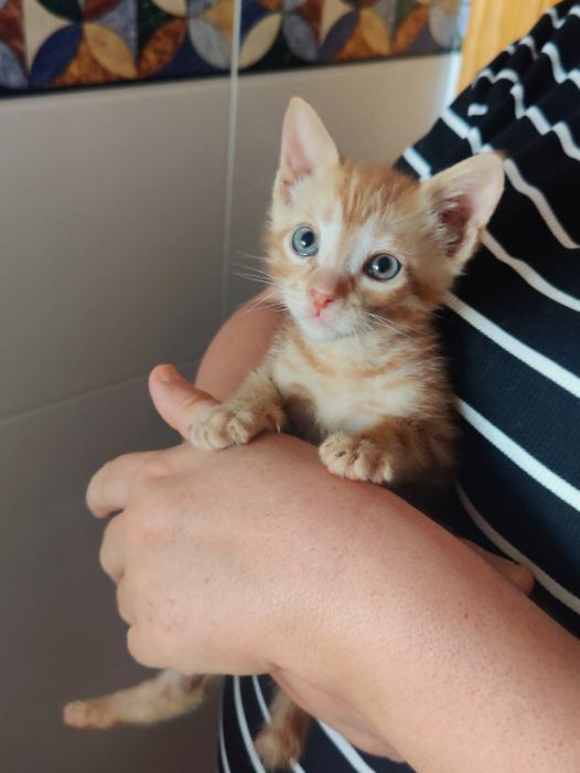 Simba