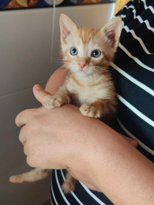 Simba