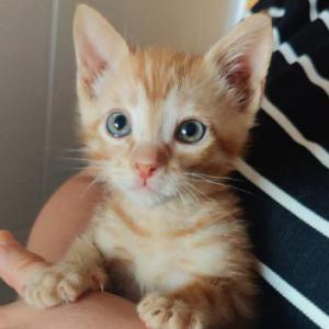Simba