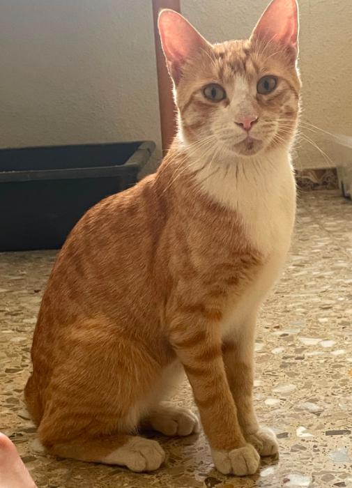 Gustavo