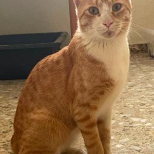 Gustavo