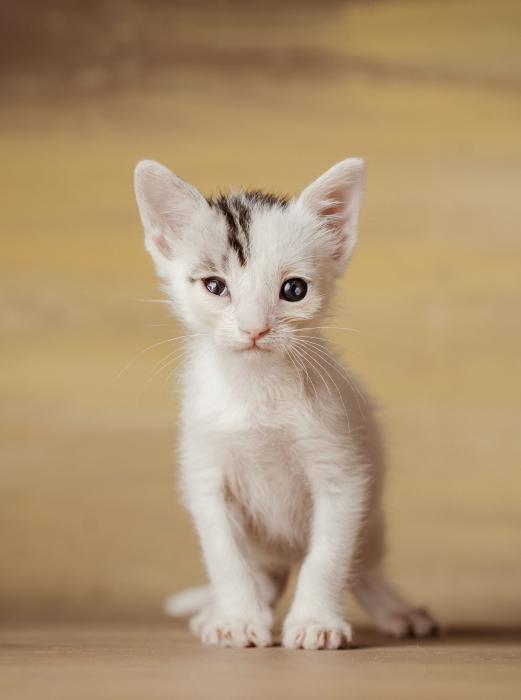 Sam