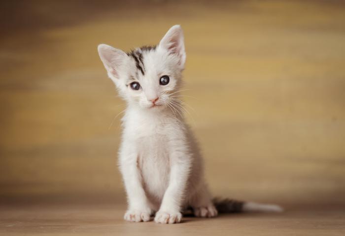 Sam