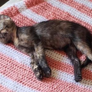 Katy 