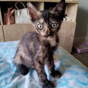 Tara