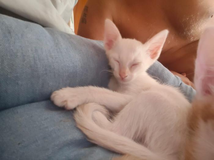 Aang 