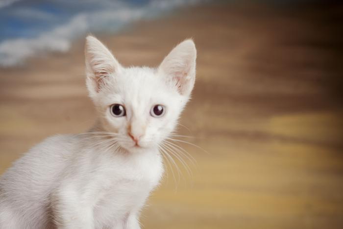 Aang 