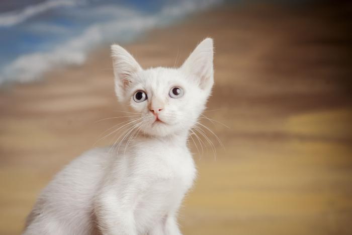 Aang 