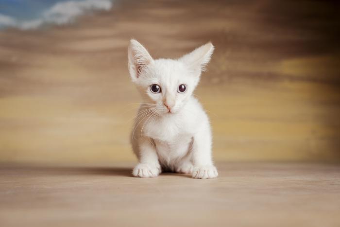 Aang 