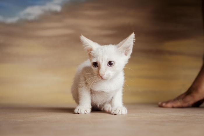 Aang 
