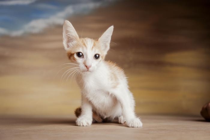 Sokka