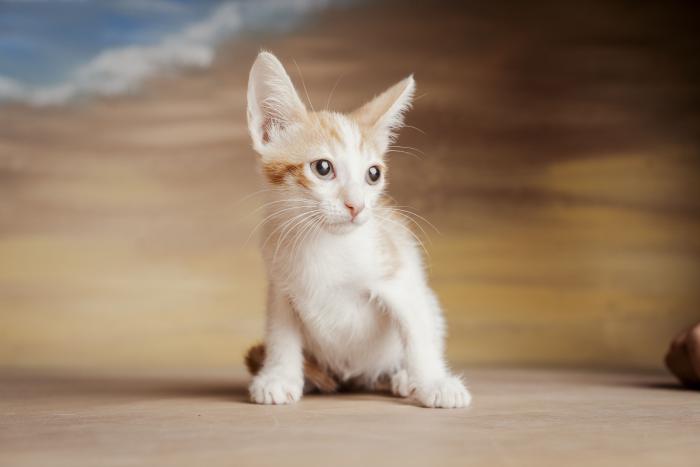 Sokka