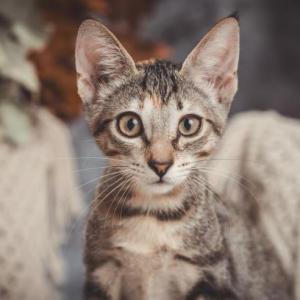 TESA