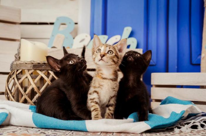 Tesa, Tito y Max Tesa, Tito y Max