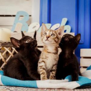 Tesa, Tito y Max