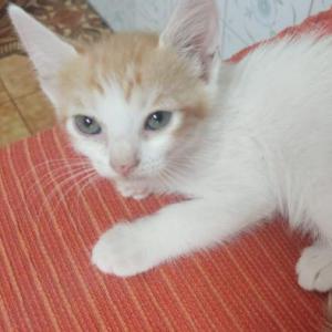Aramis