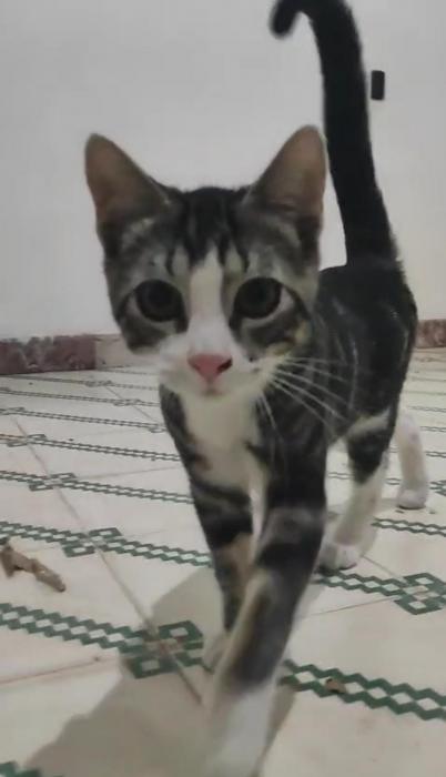 Blas (4 mesecitos)