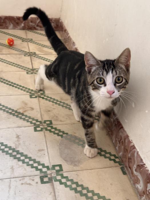 Blas (4 mesecitos)