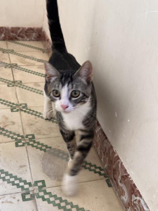 Blas (4 mesecitos)