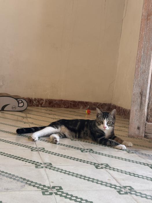 Blas (4 mesecitos)