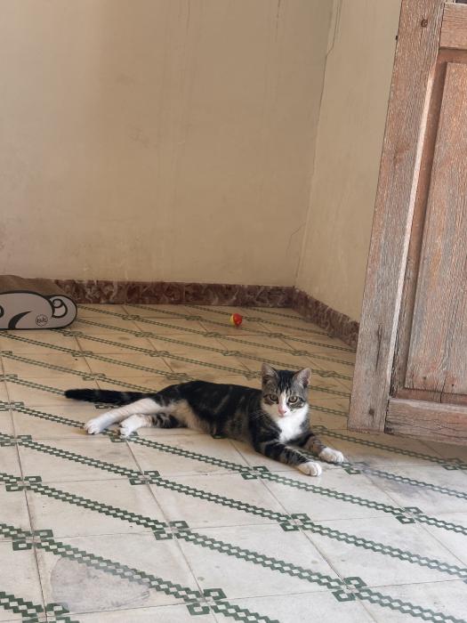 Blas (4 mesecitos)
