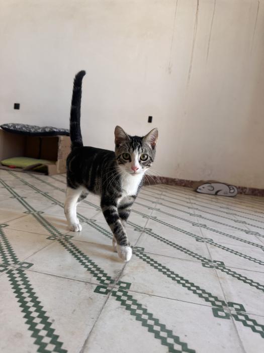 Blas (4 mesecitos)