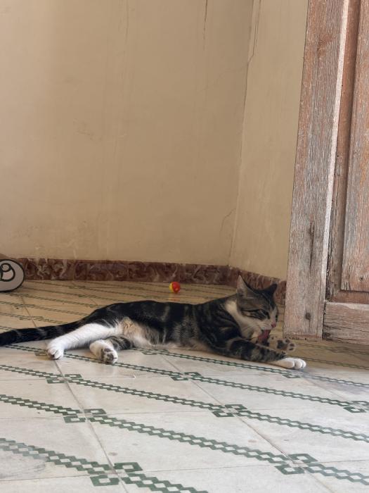 Blas (4 mesecitos)