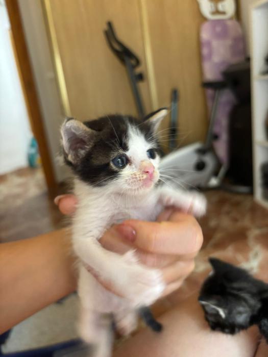 Oreo
