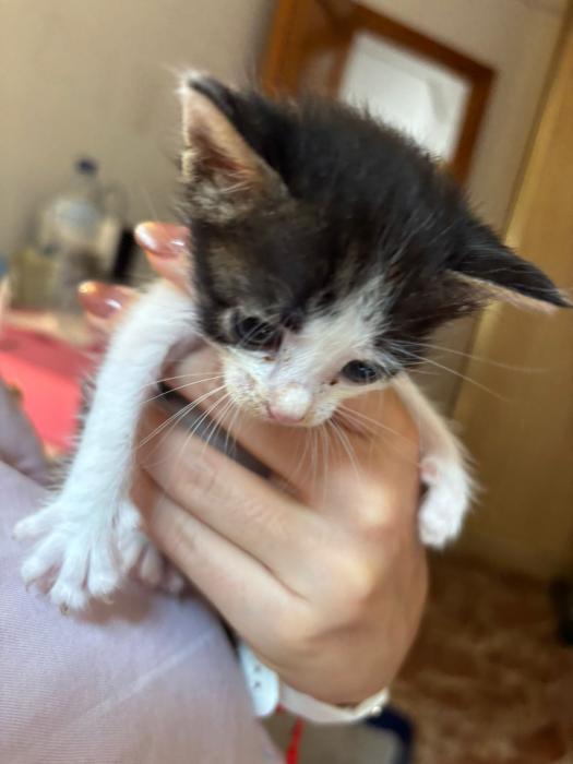 Oreo
